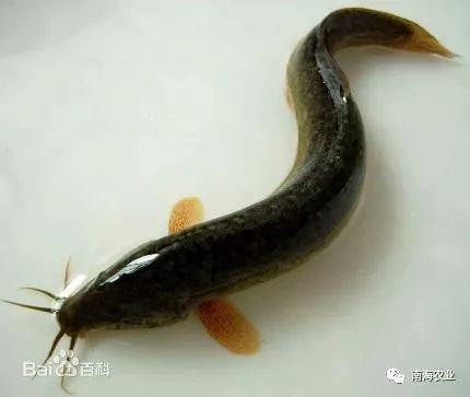 南海瑰寶 探尋優(yōu)質(zhì)水產(chǎn)品，哪一款是你的心頭好？